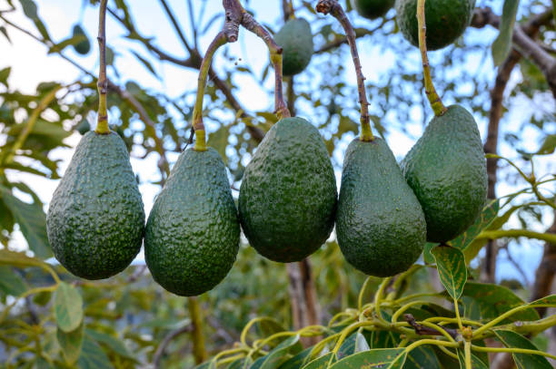 AVOCADO