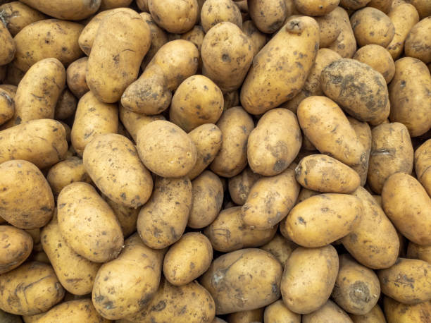 POTATO