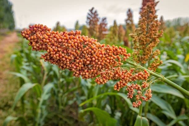 MILLET