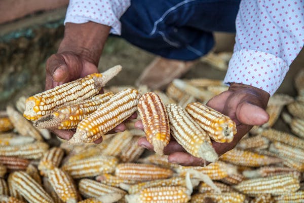 MAIZE
